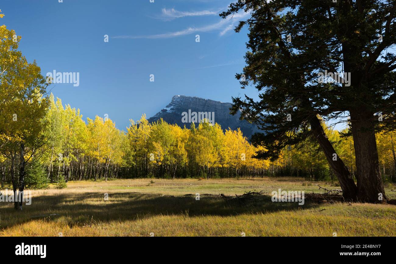 Aspen trees in autumn, Mount Rundle, Banff National Park, Alberta, Canada Stock Photo
