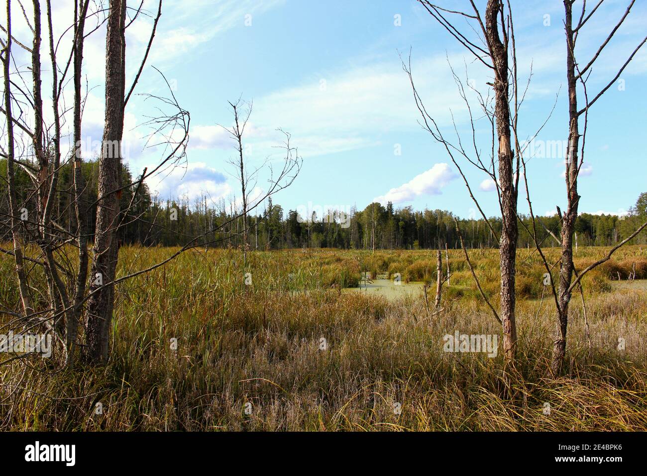 Swamps in Knyszynska Forest Stock Photo