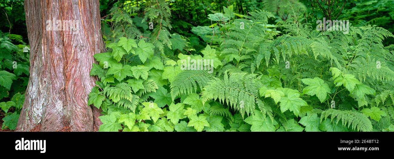 Cedar tree trunk and ferns in a forest, Kaslo, British Columbia, Canada Stock Photo