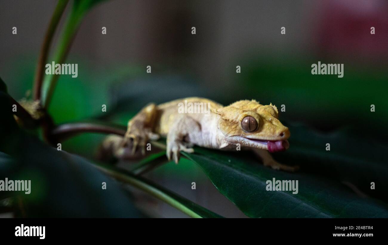 Close up shot of a cute yellow ciliated banana-eater - a rare species of gecko in a terrarium Stock Photo