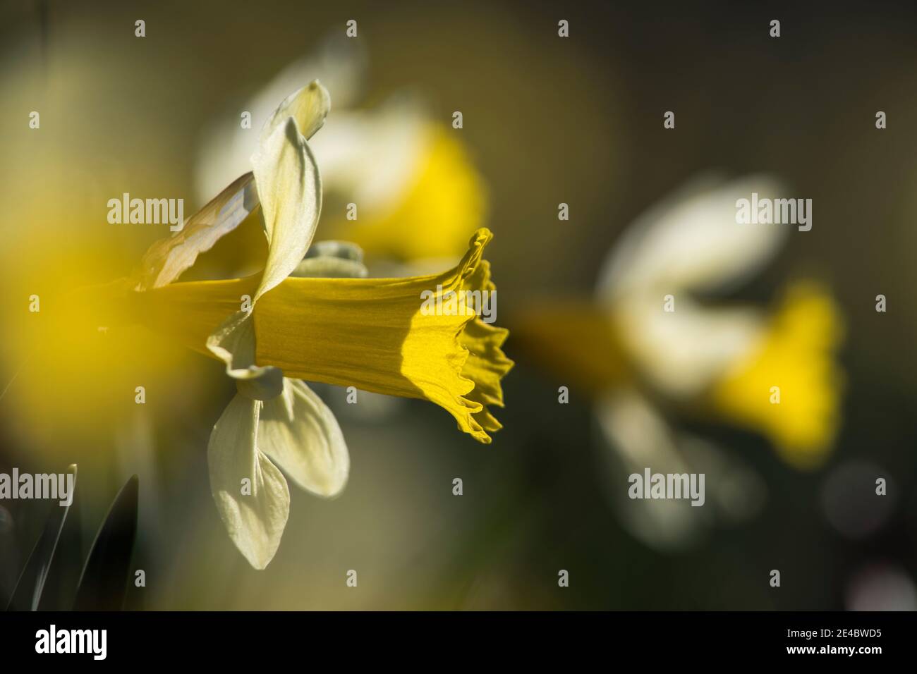 blooming daffodils in spring Stock Photo
