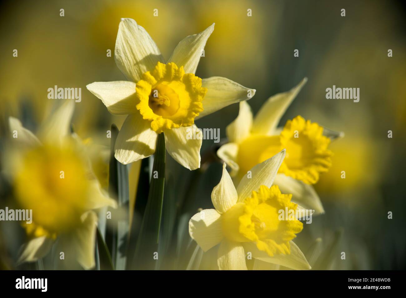 blooming daffodils in spring Stock Photo