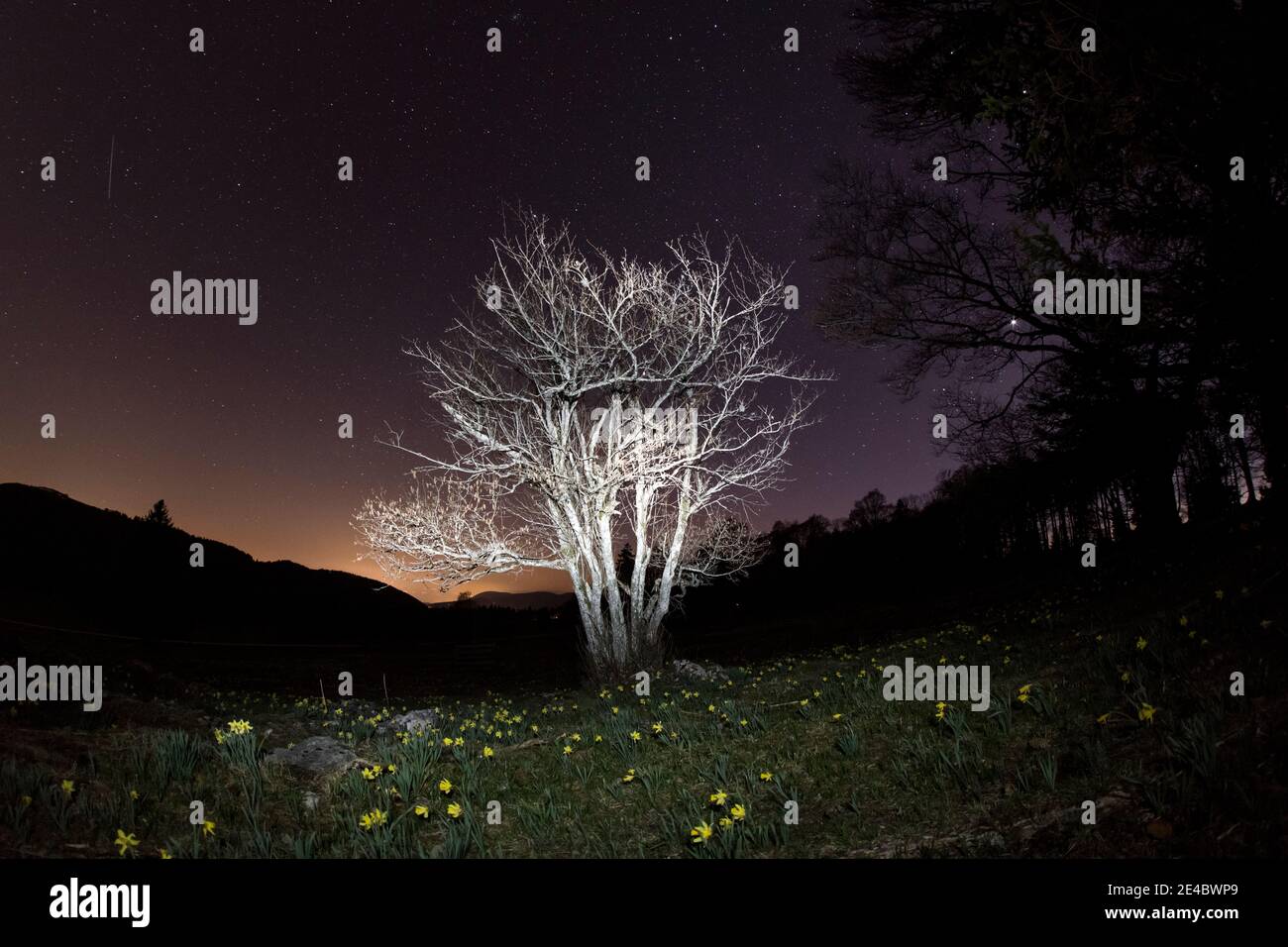 single trees at night with stars and daffodils in the foreground Stock Photo