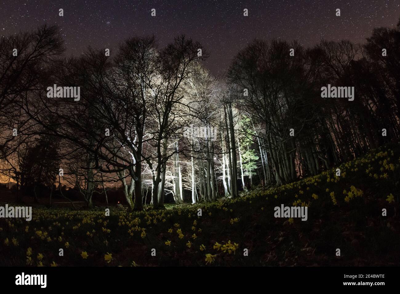 Grove of trees at night with daffodils Stock Photo