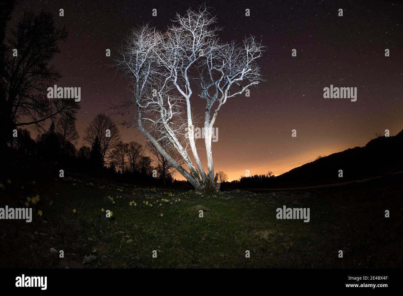 single trees at night with stars and daffodils in the foreground Stock Photo