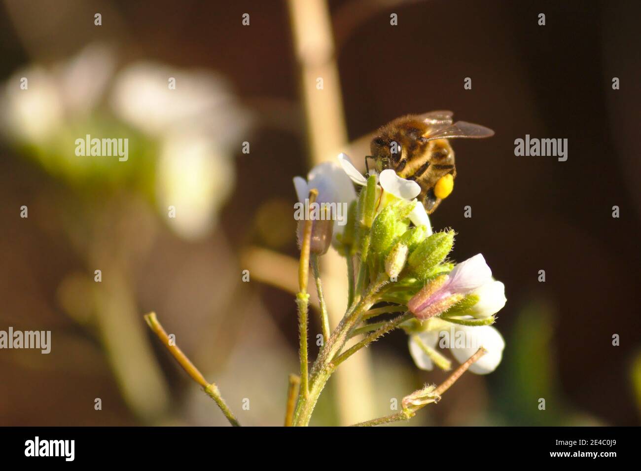 Closeup of a bee looking for nectar from the white flowers of an Arabidopsis, caterpillar (Arabidopsis thaliana) Stock Photo