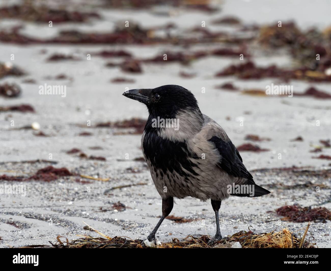 Hooded crow, carrion crow, Corvus corone Stock Photo