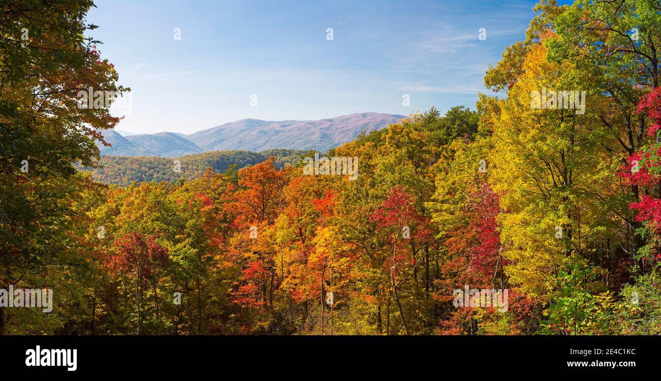 Trees in a forest, Roaring Fork Motor Nature Trail, Great Smoky Mountains National Park, Tennessee, USA Stock Photo
