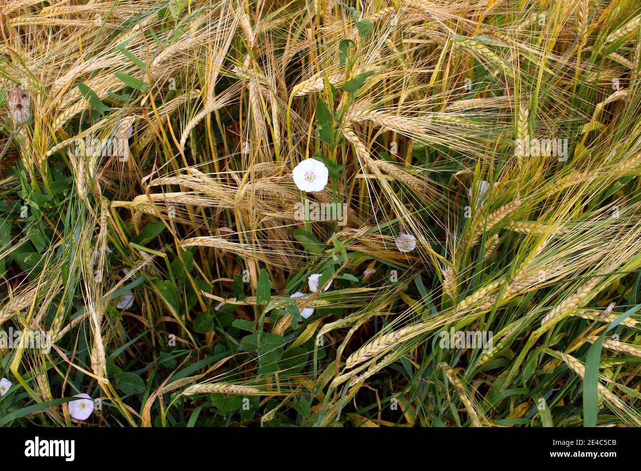 Flower in grain and grass Stock Photo