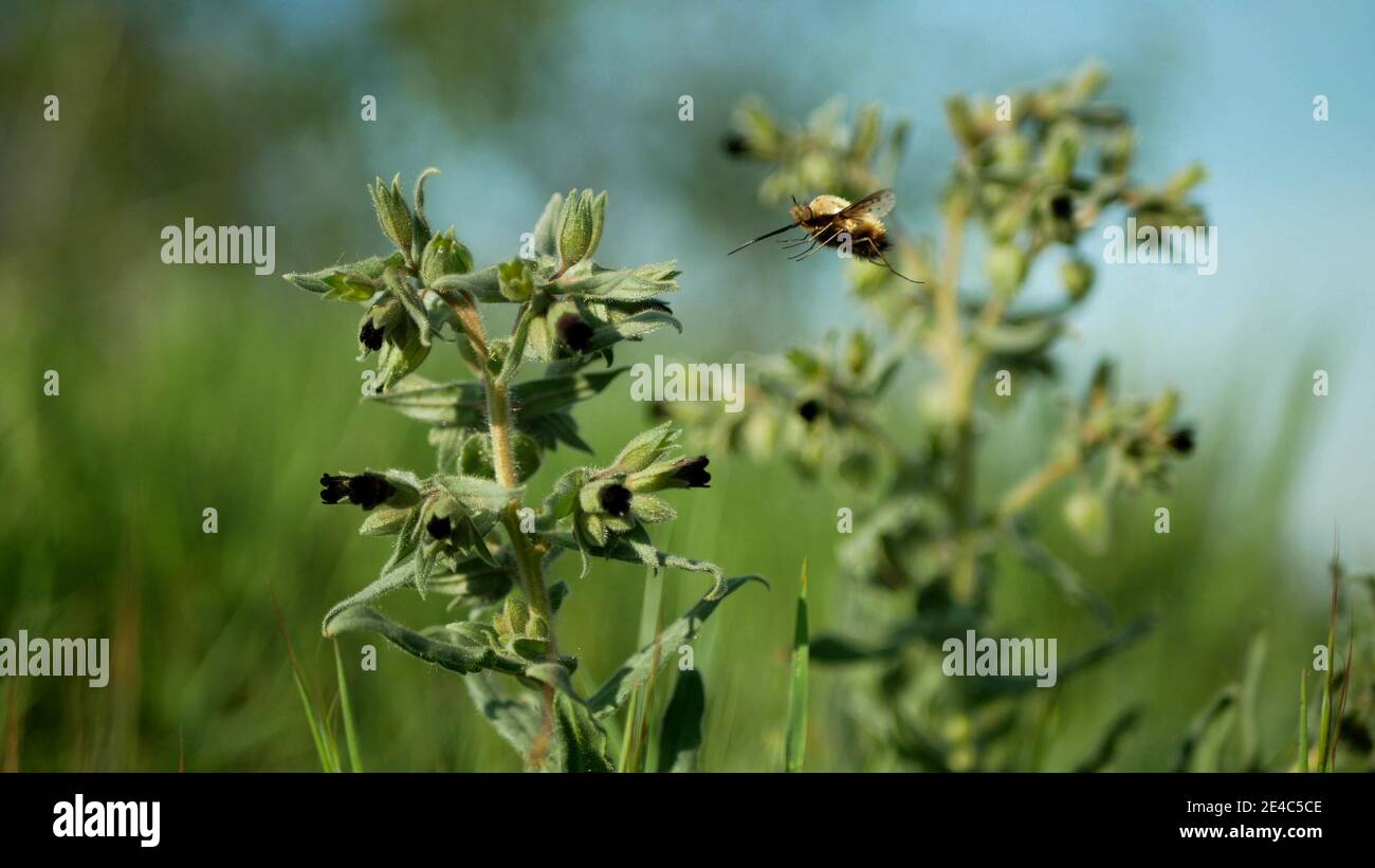 Monkswort flower plant flowering nonea pulla canescens blossom bloom inflorescence dark purple red, pollinates flowers pollen large bee-fly or dark Stock Photo