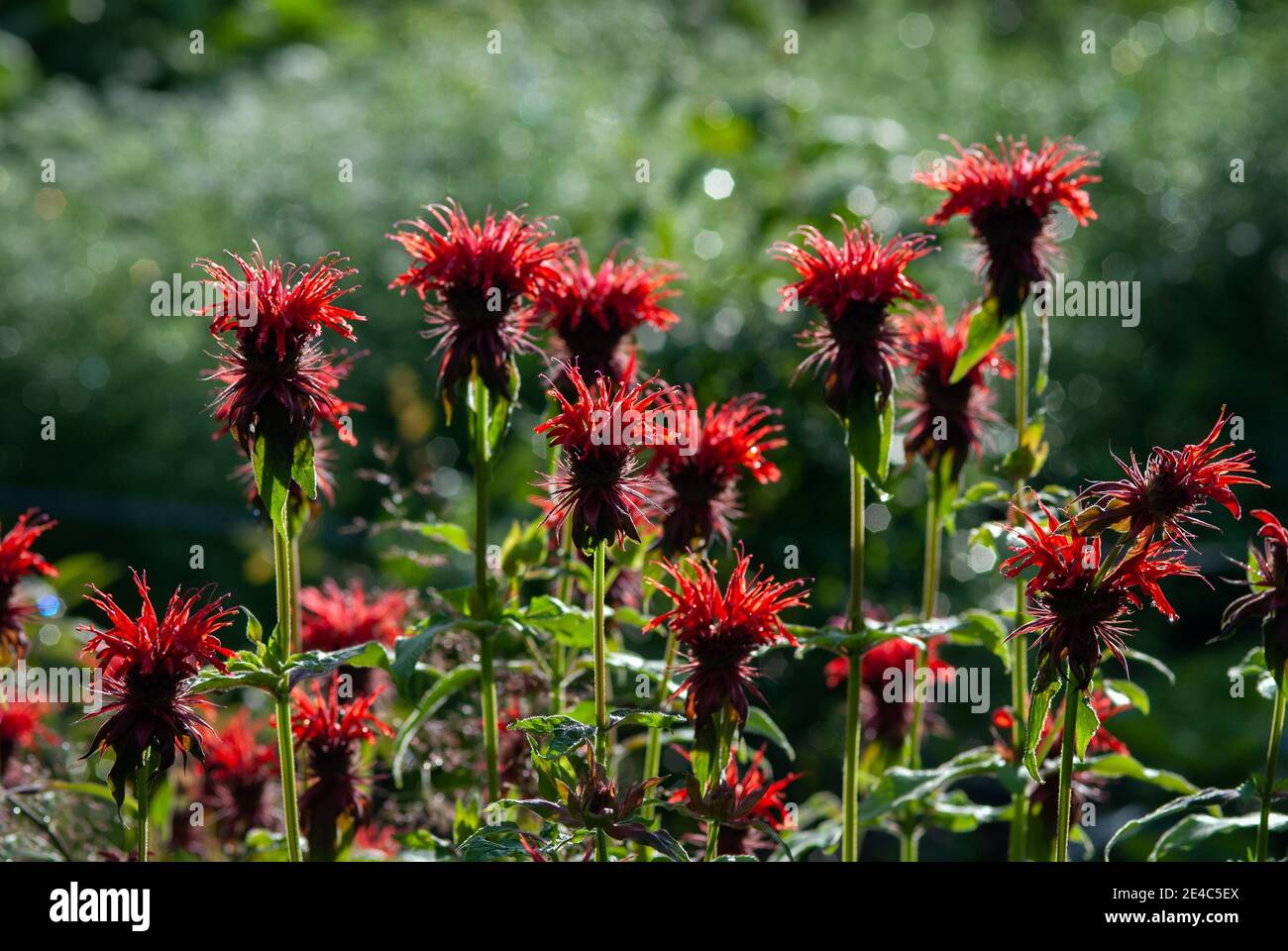 Scarlet beebalm - Monarda didyma red flowers in green summer garden Stock Photo