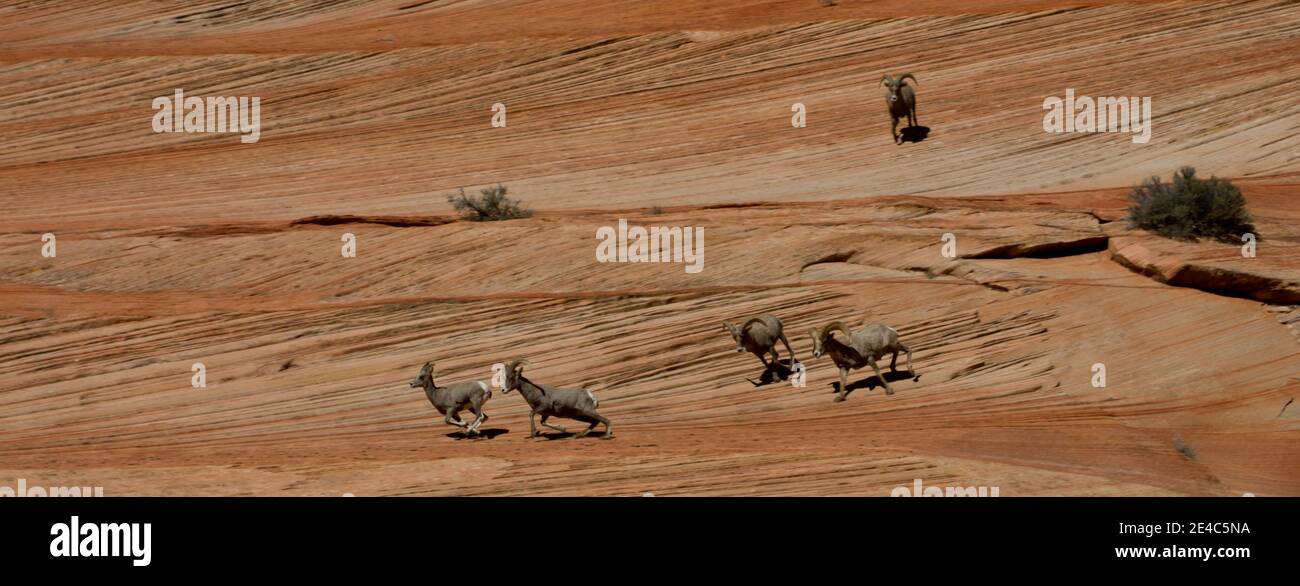 Bighorn sheep (Ovis canadensis) running on sandstone, Zion National Park, Utah, USA Stock Photo