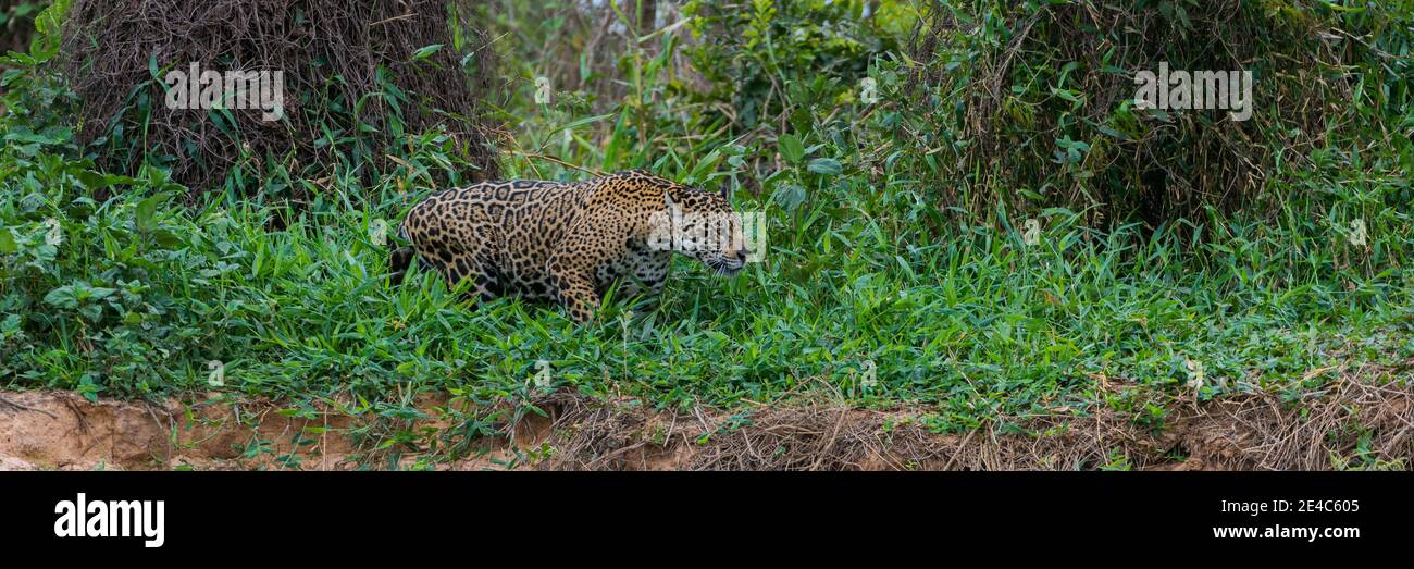 Jaguar (Panthera onca) walking in a forest, Cuiaba River, Pantanal Matogrossense National Park, Pantanal Wetlands, Brazil Stock Photo