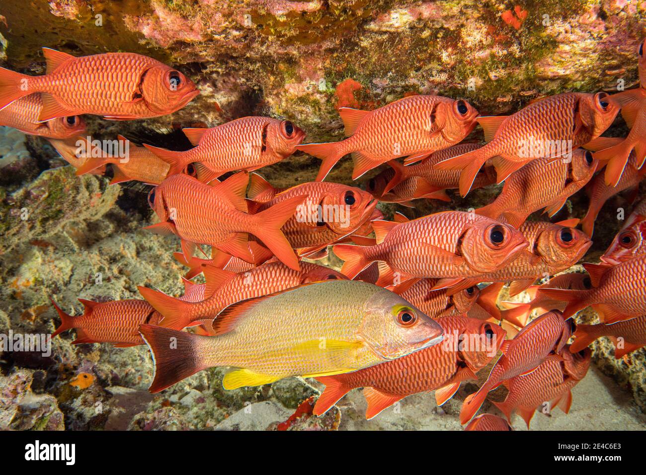 This blacktail snapper, Lutjanus fulvus, stands out from a school of shoulderbar soldierfish, Myripristis kuntee. Hawaii. The blacktail snapper is one Stock Photo
