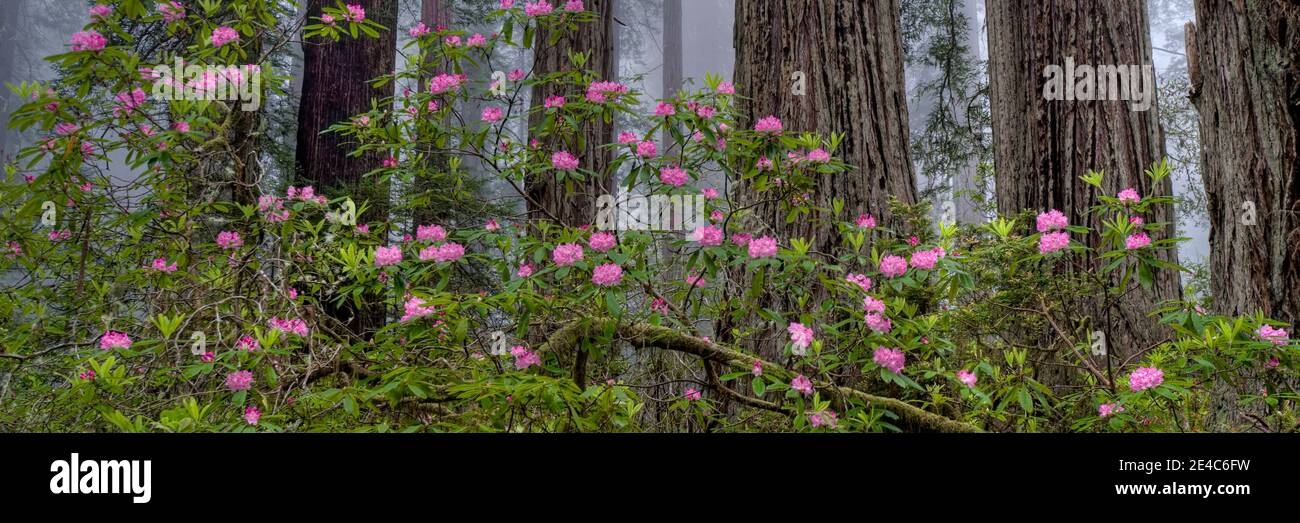 Rhododendron flowers in a forest, Redwood National Park, California, USA Stock Photo