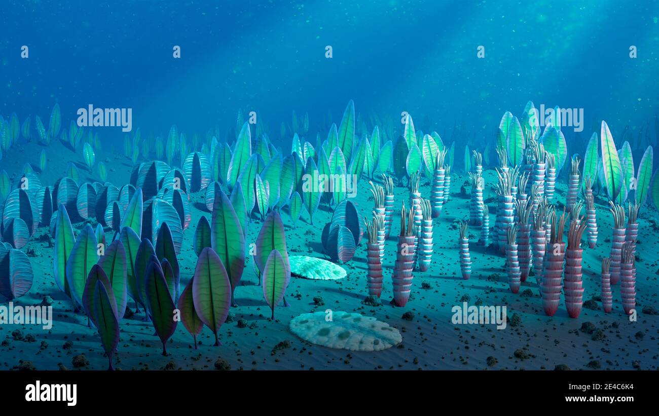 Illustration of animals that existed during the Ediacaran period (around 635 to 542 million years ago). This period of the Proterozoic era was charact Stock Photo