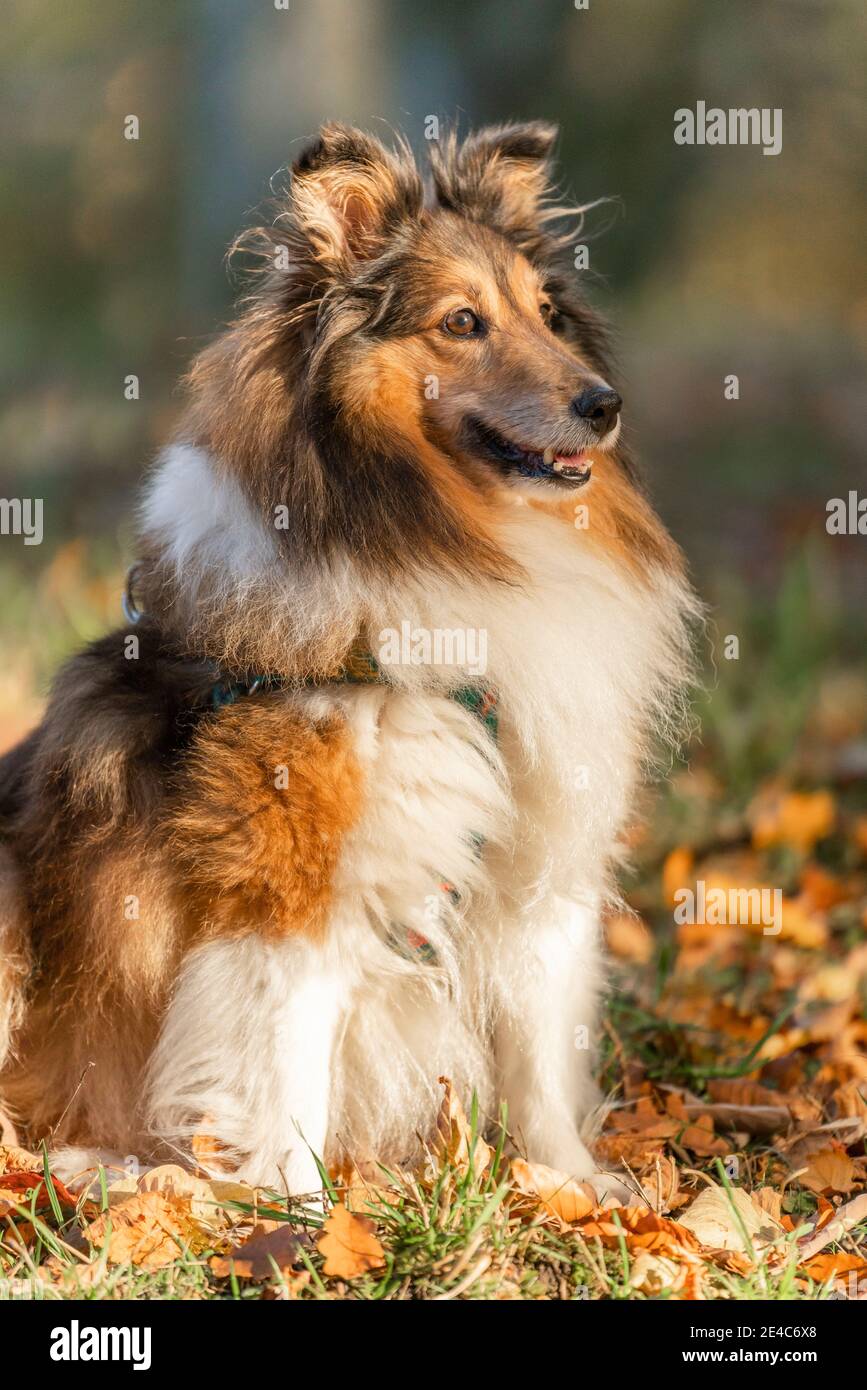 Dog portrait, Shetland Sheepdog (Sheltie), Swabian Forest, Remstal, Baden-Württemberg, Germany Stock Photo