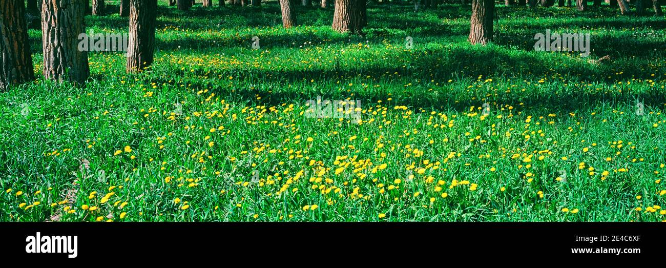 Dandelions and cottonwood flowers in a forest, Wilson, Teton County, Wyoming, USA Stock Photo