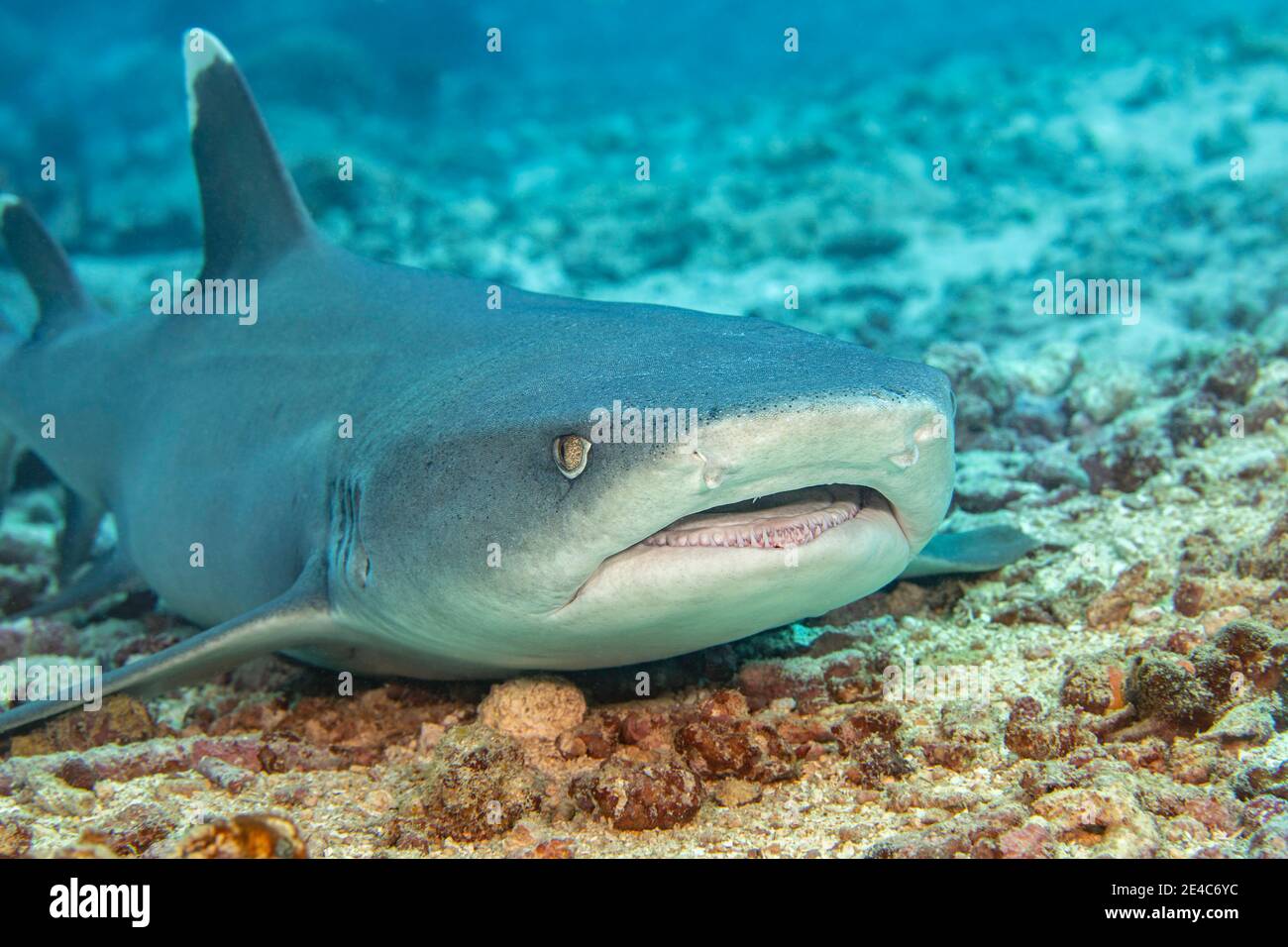 Whitetip reef sharks, Triaenodon obesus, are one of the few species of sharks that can stop and rest on the bottom, Yap, Federated States of Micronesi Stock Photo