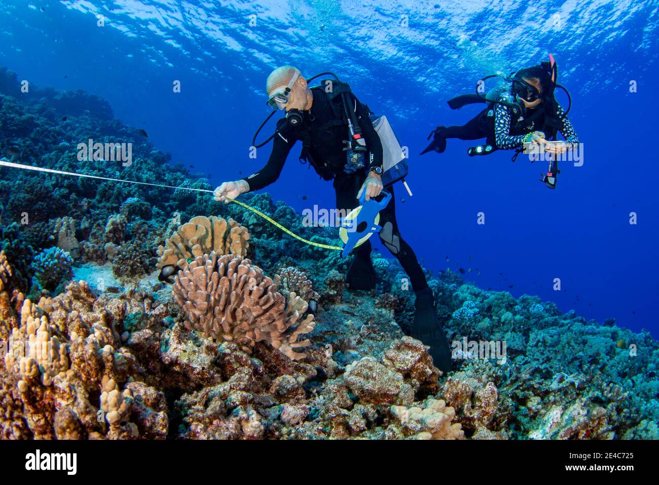 Research divers from the MOC Marine Institute map out coral damage at Molokini Marine Preserve off the island of Maui, Hawaii.  In the future, data fr Stock Photo