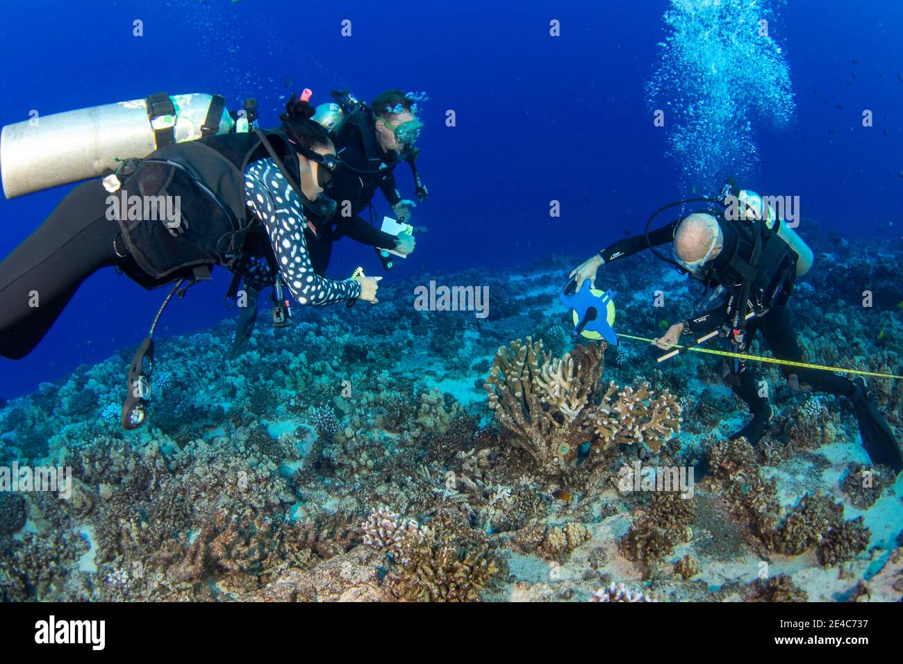 Research divers from the MOC Marine Institute map out coral damage at Molokini Marine Preserve off the island of Maui, Hawaii.  In the future, data fr Stock Photo