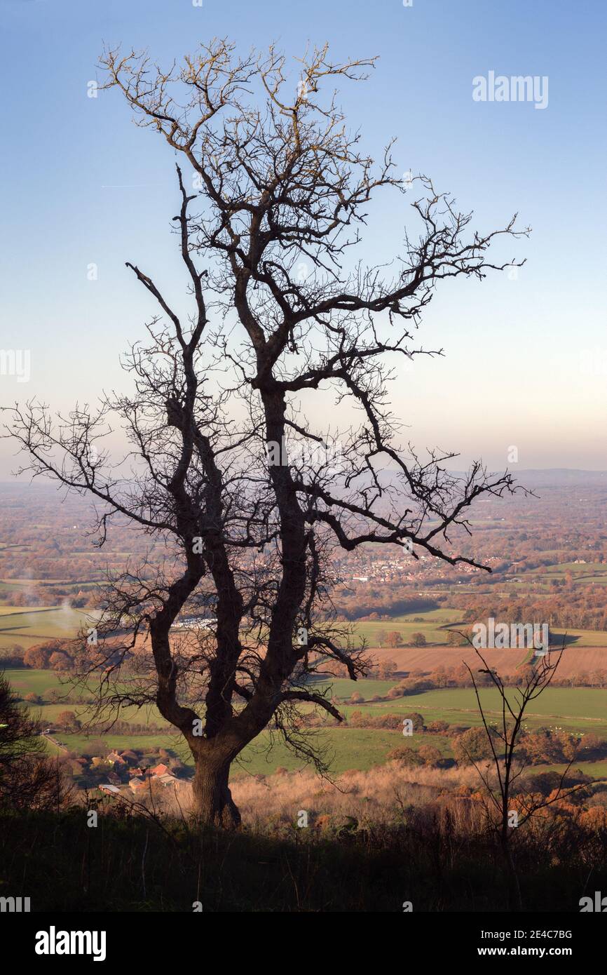Solitary dead tree on Chanctonbury Ring on the South Downs, England, in the sun of a late autumn afternoon Stock Photo