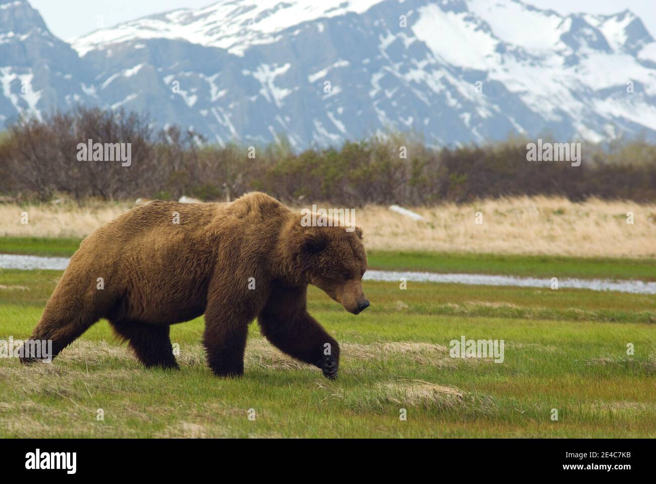 Large Alaskan Brown bear strolls threw meadow with stream and mountains in the background, taken in Katmai National Park Alaska, USA. Stock Photo