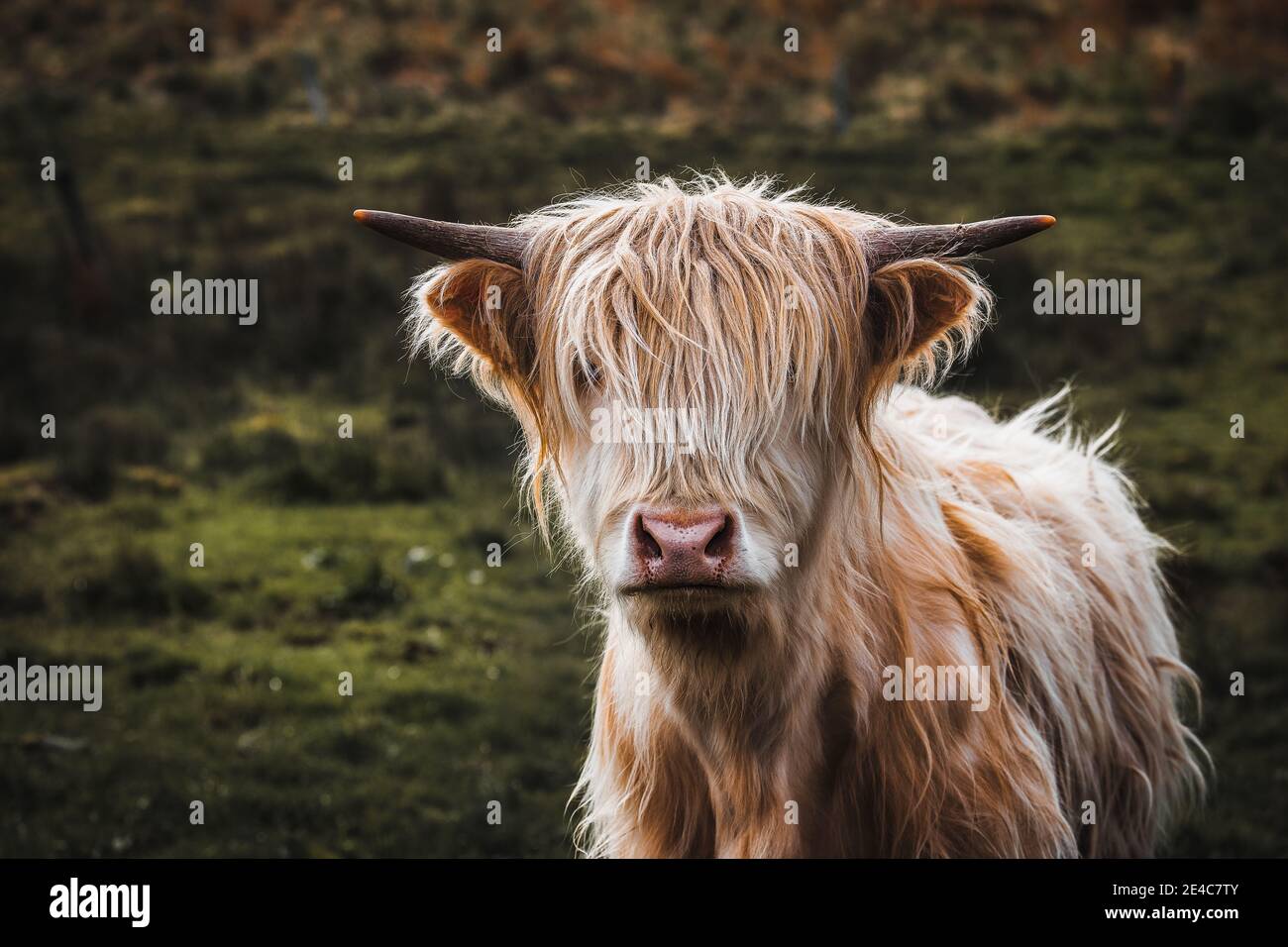 Highland cattle on the Applecross peninsula Stock Photo