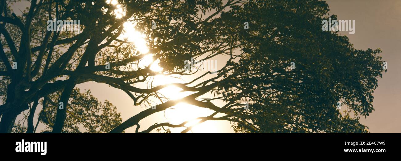 Low angle view of Camphor tree (Cinnamomum camphora), La Jolla, San Diego, San Diego County, California, USA Stock Photo