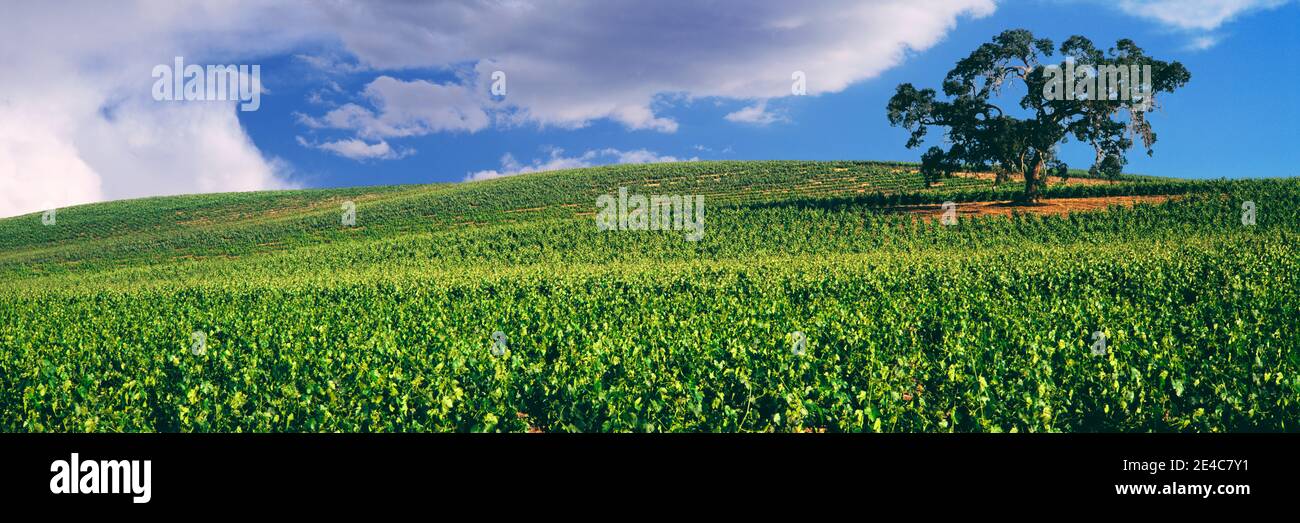 Scenic view of a vineyard, Paso Robles, San Luis Obispo County, California, USA Stock Photo