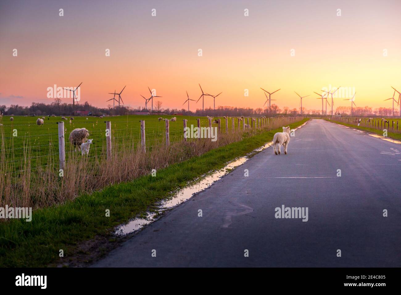 A little lamb on a road in east frisia walks into sunset Stock Photo