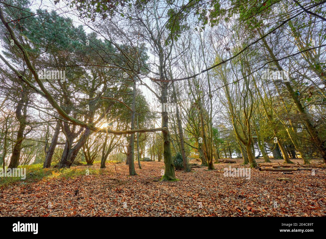 Image of sunlight through the trees in a woodland in the winter with leaves on the ground. Jersey, Channel Islands Stock Photo