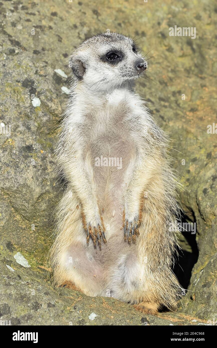 Suricate Funny High Resolution Stock Photography And Images Alamy Suricate Funny High Resolution Stock Photography And Images Alamy