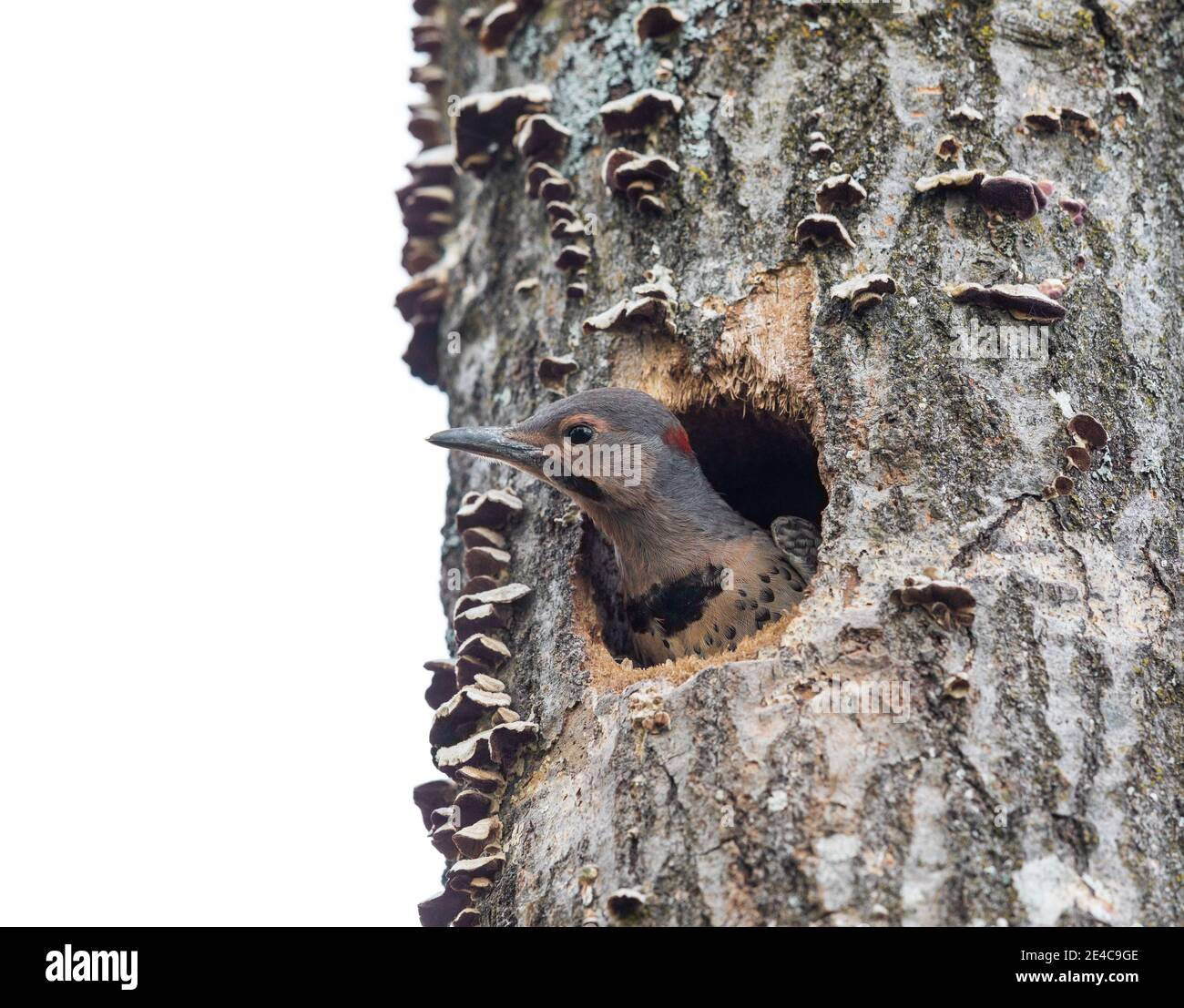 Northern flicker nestling in northern Wisconsin. Stock Photo