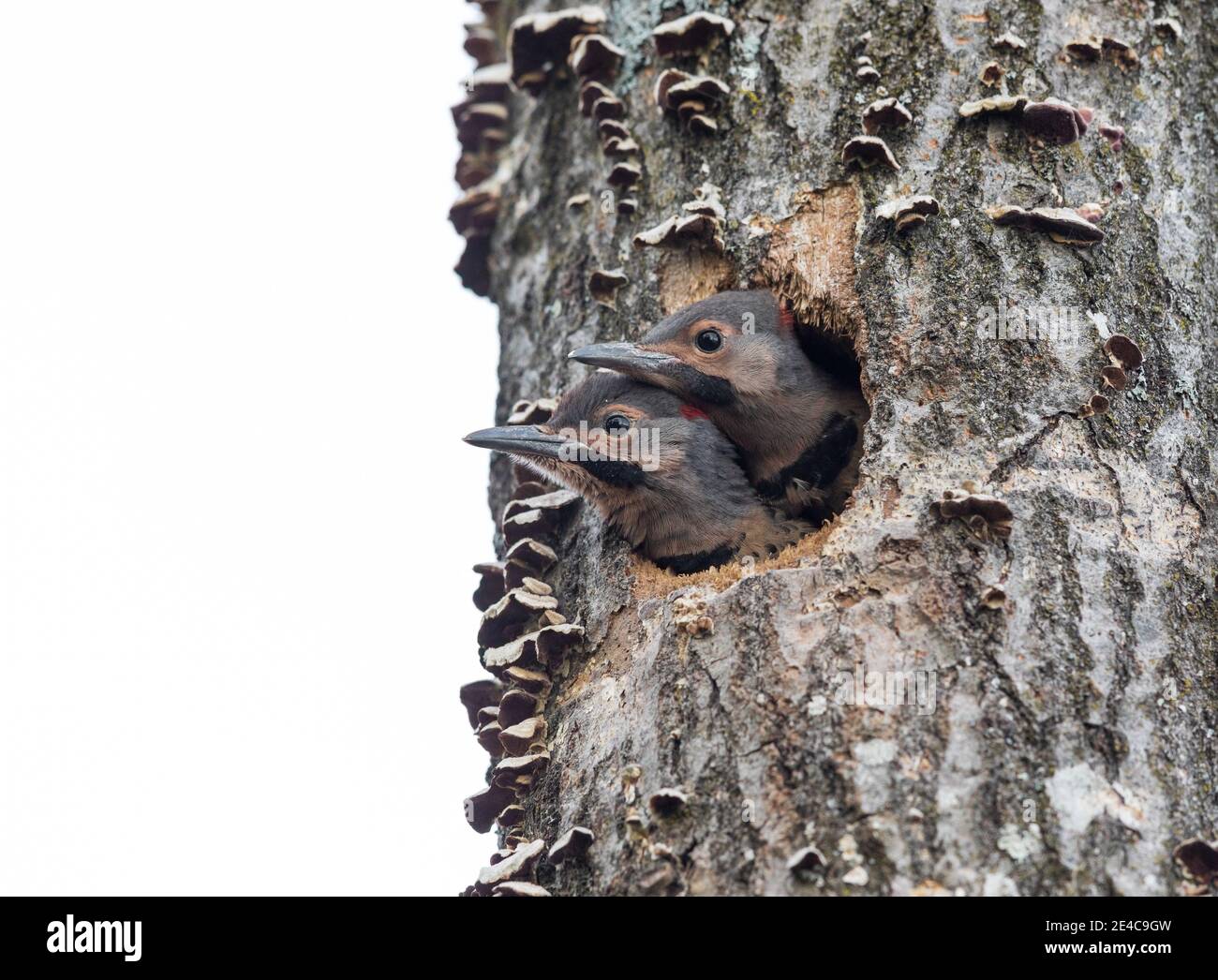 Northern flicker nestlings in northern Wisconsin. Stock Photo