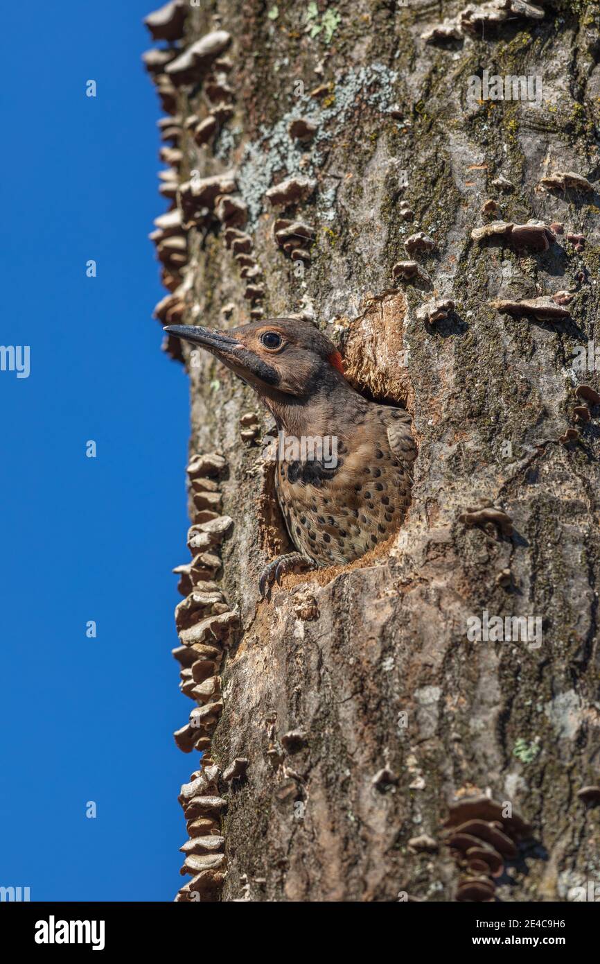 Northern flicker nestling about to leave the nest in northern Wisconsin. Stock Photo