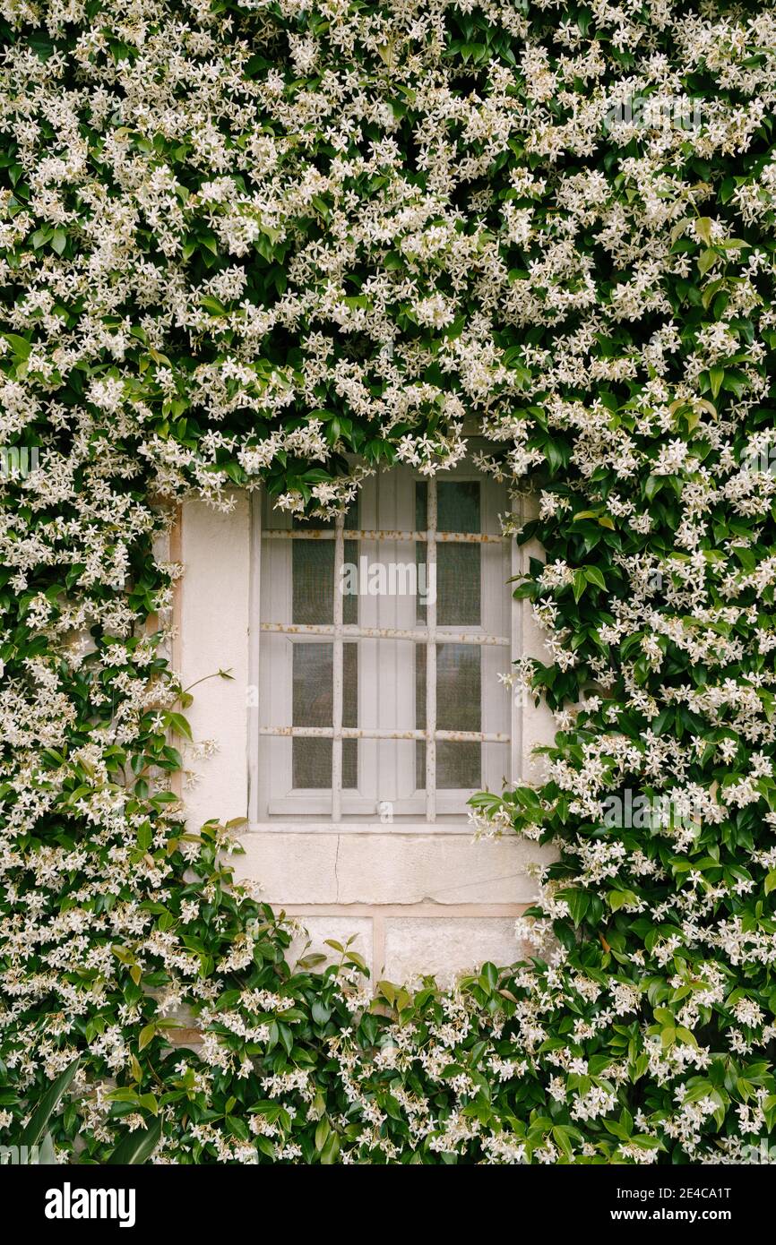 Jasmine, during flowering, densely curls along the wall near the window with a metal lattice. Stock Photo