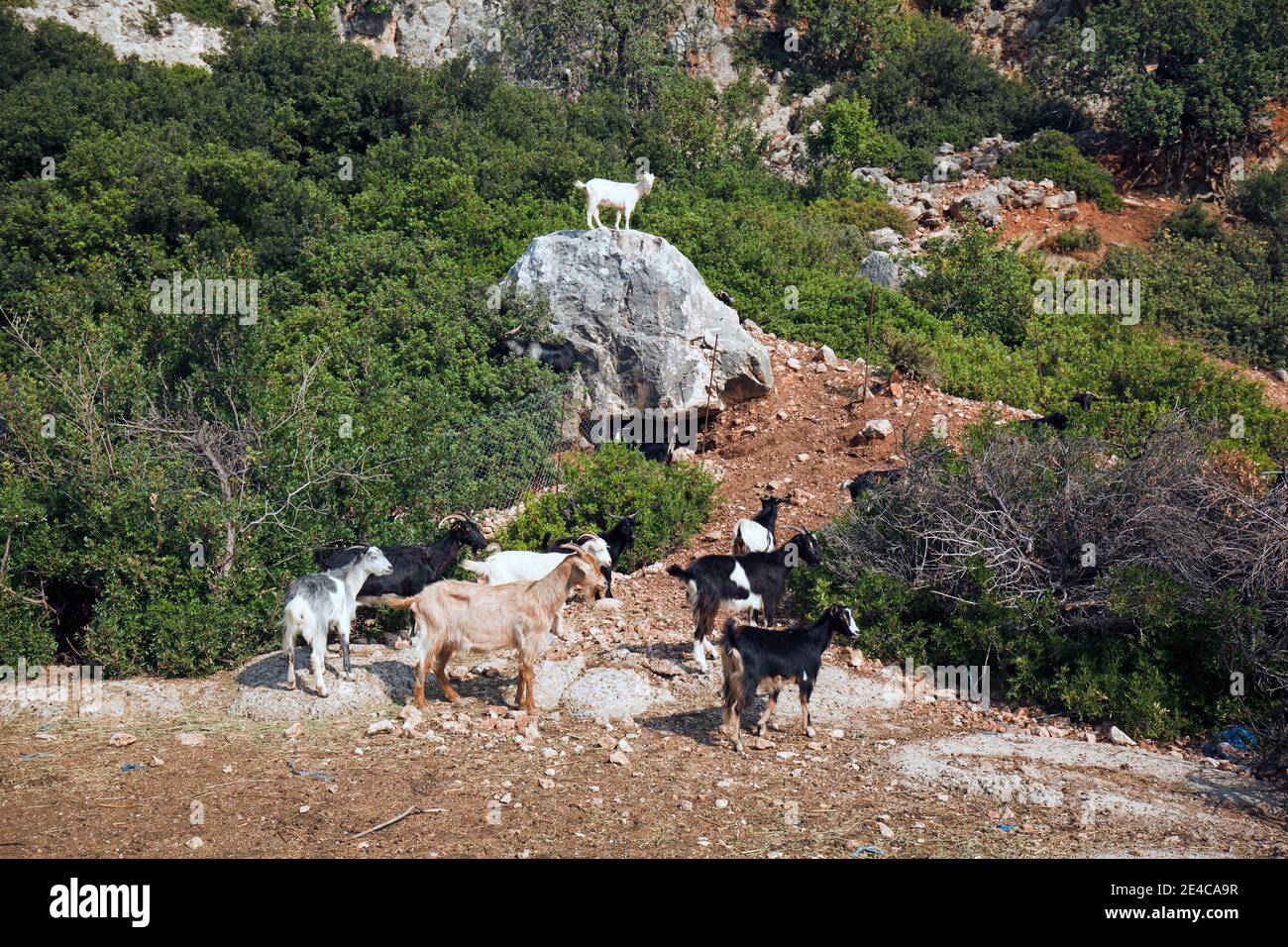 Herd of goats in the maquis with a guard on the boulder, Central Greece Stock Photo