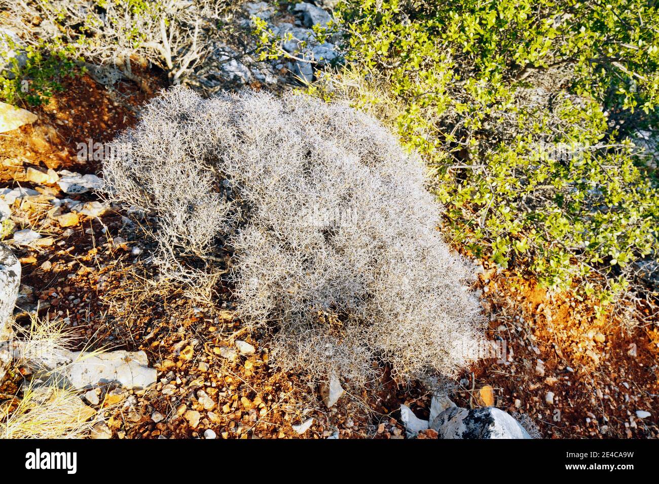 Dry shrub of Euphorbia acanthothamnos a species of the genus Euphorbia, Greece Stock Photo