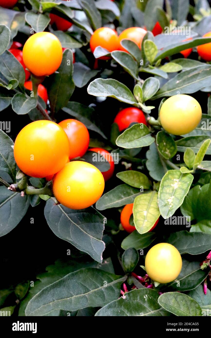 Gaulthiera procumbens Checkerberry – berry-like fruit and oval pointed leaves,  January, England, UK Stock Photo