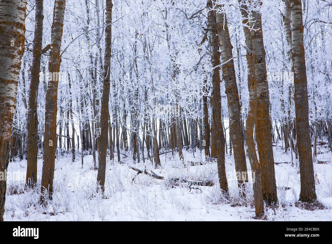 Frost covered forest of trees Stock Photo - Alamy