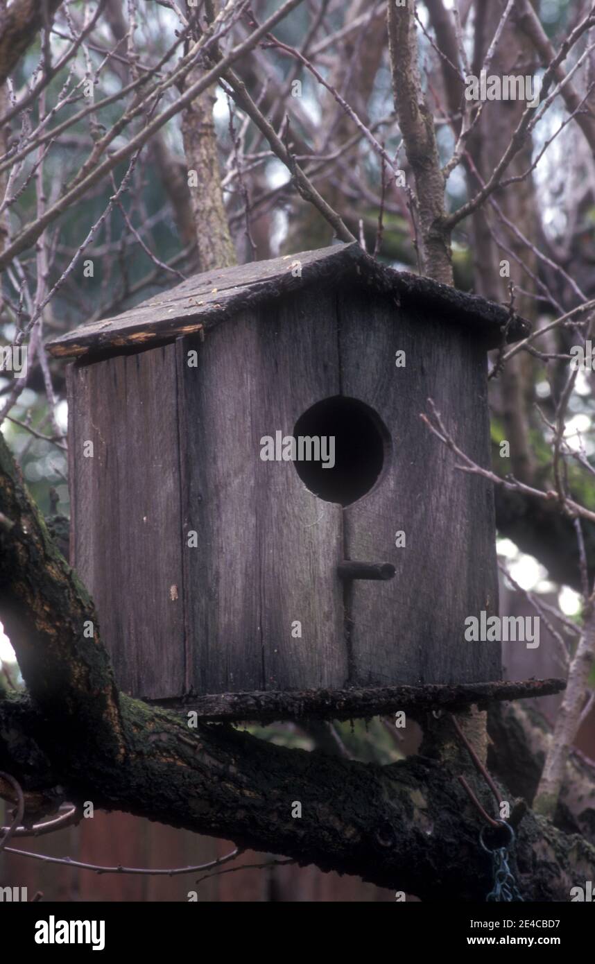 RUSTIC BIRD NESTING BOX NESTLED IN BOW OF A TREE. Stock Photo