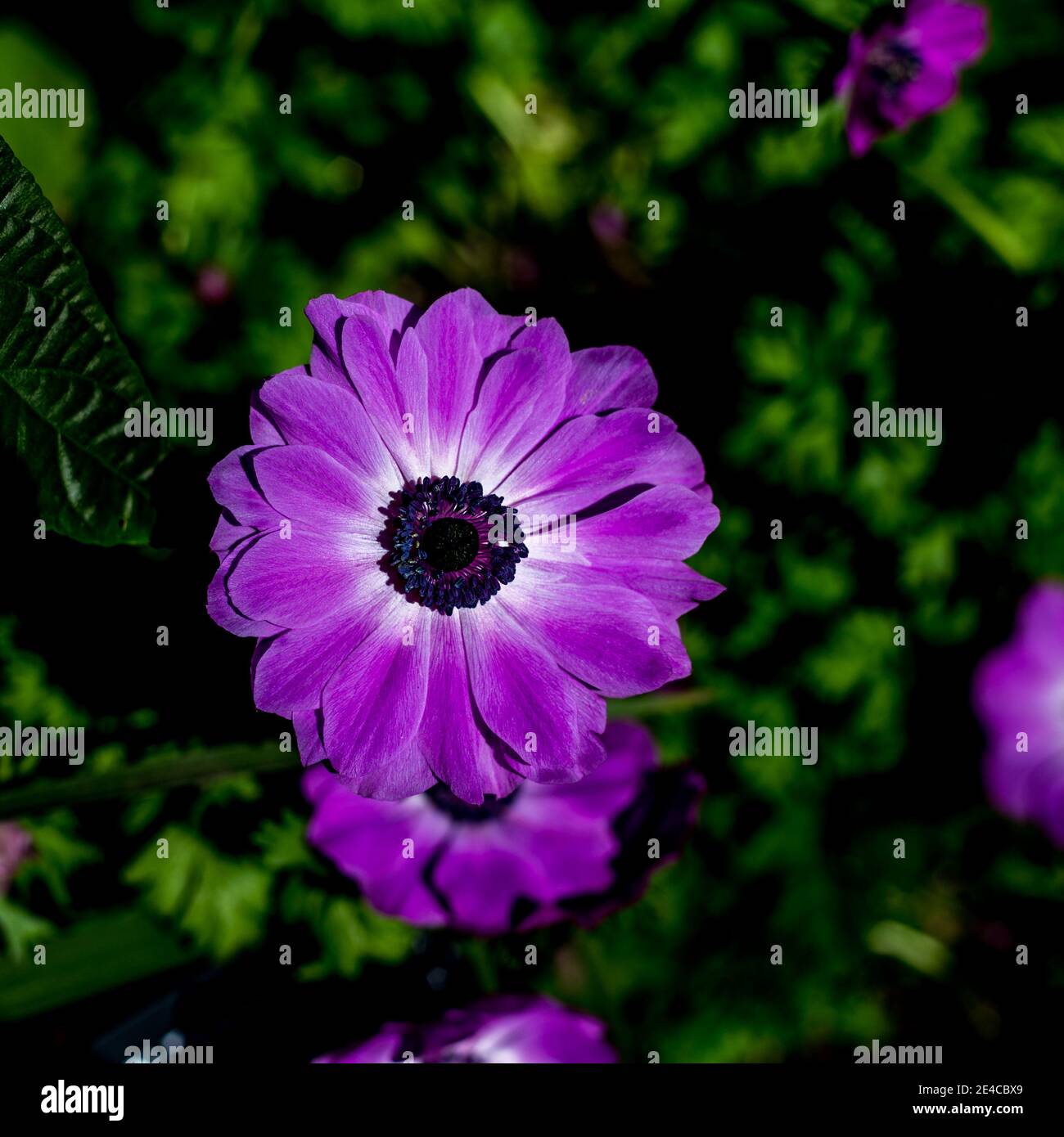Closeup of the purple Cineraria flower in a garden setting, highlighted by natural sunlight. Stock Photo