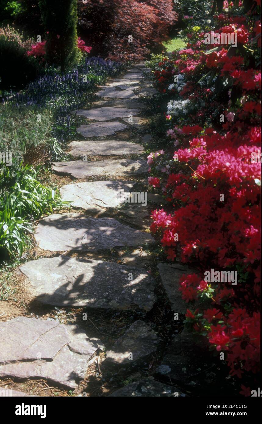 SLATE GARDEN PATH EDGED WITH PINK AZALEA BUSHES AND SALVIA FLOWERS LEADING TO SMALL LAWN AREA. Stock Photo