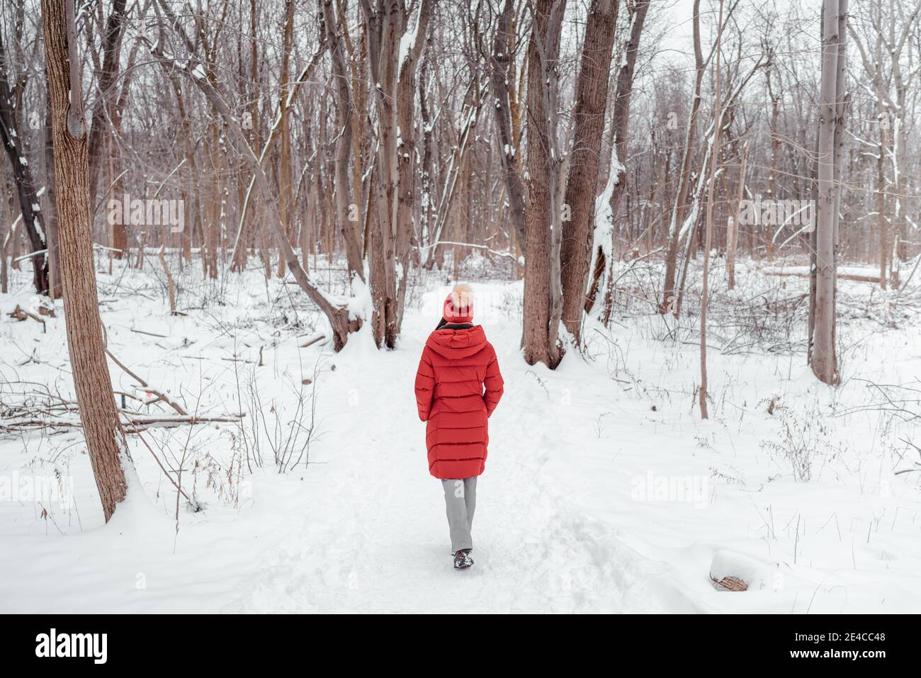 Winter nature walk woman walking in snowy forest trail outdoors. View from behind of woman in long red coat Stock Photo