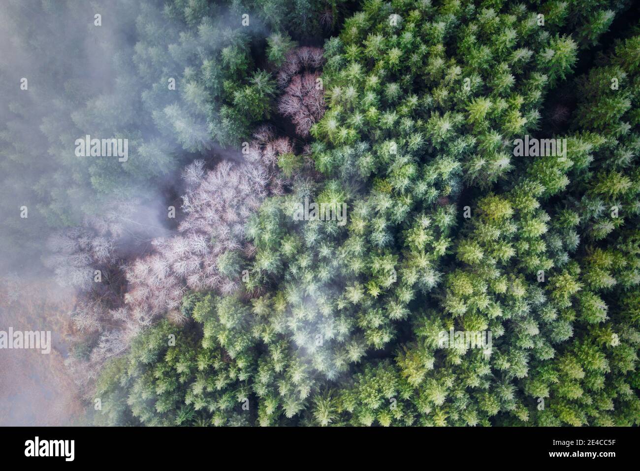 Fog and mist over Douglas Fir and Alder trees in Oregon forest Stock ...