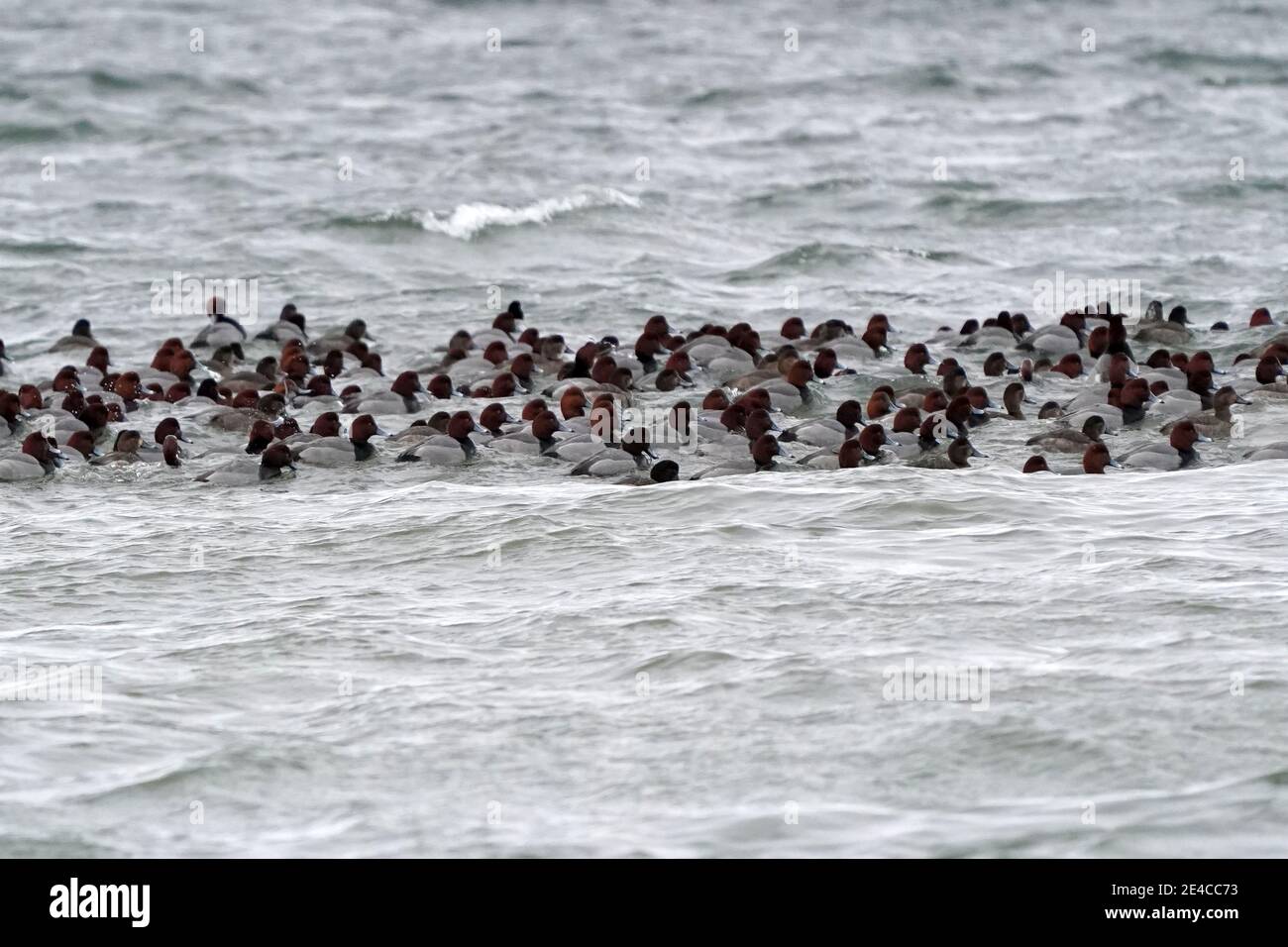 Gathering strengh to continue migration hi-res stock photography and ...