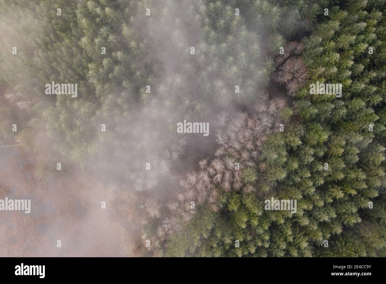 Fog and mist over Douglas Fir and Alder trees in Oregon forest Stock ...