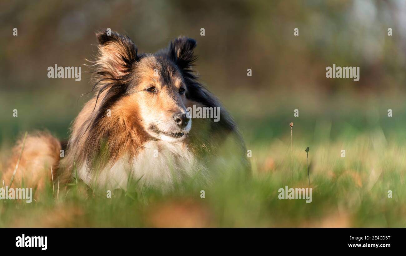 Dog portrait, Shetland Sheepdog (Sheltie), Swabian Forest, Remstal, Baden-Württemberg, Germany Stock Photo