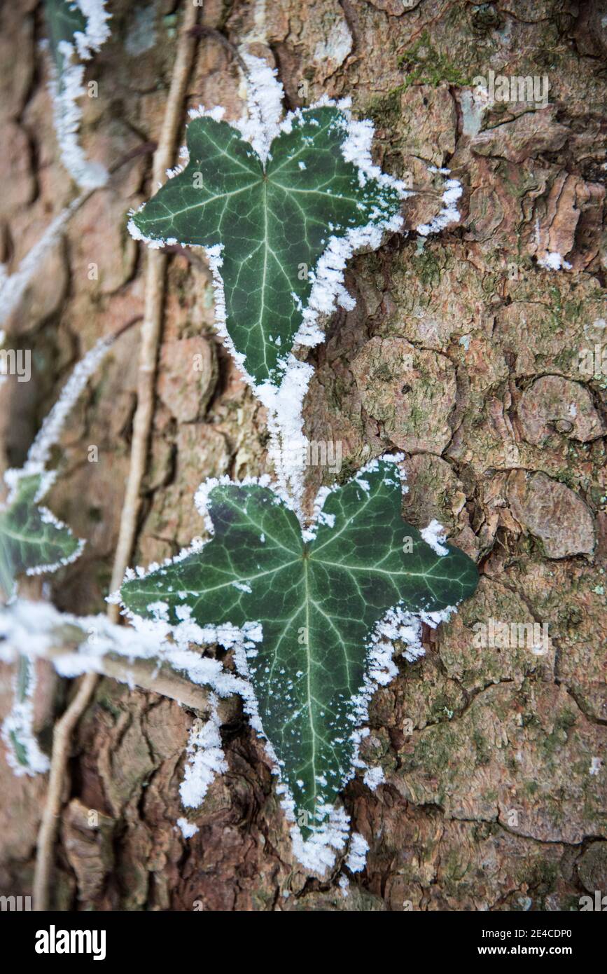 Ivy leaves with hoarfrost Stock Photo
